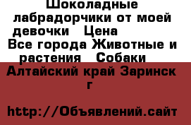 Шоколадные лабрадорчики от моей девочки › Цена ­ 25 000 - Все города Животные и растения » Собаки   . Алтайский край,Заринск г.